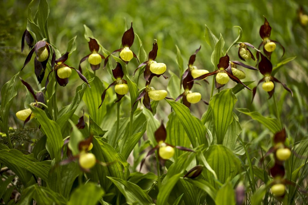 Cypripedium calceolus